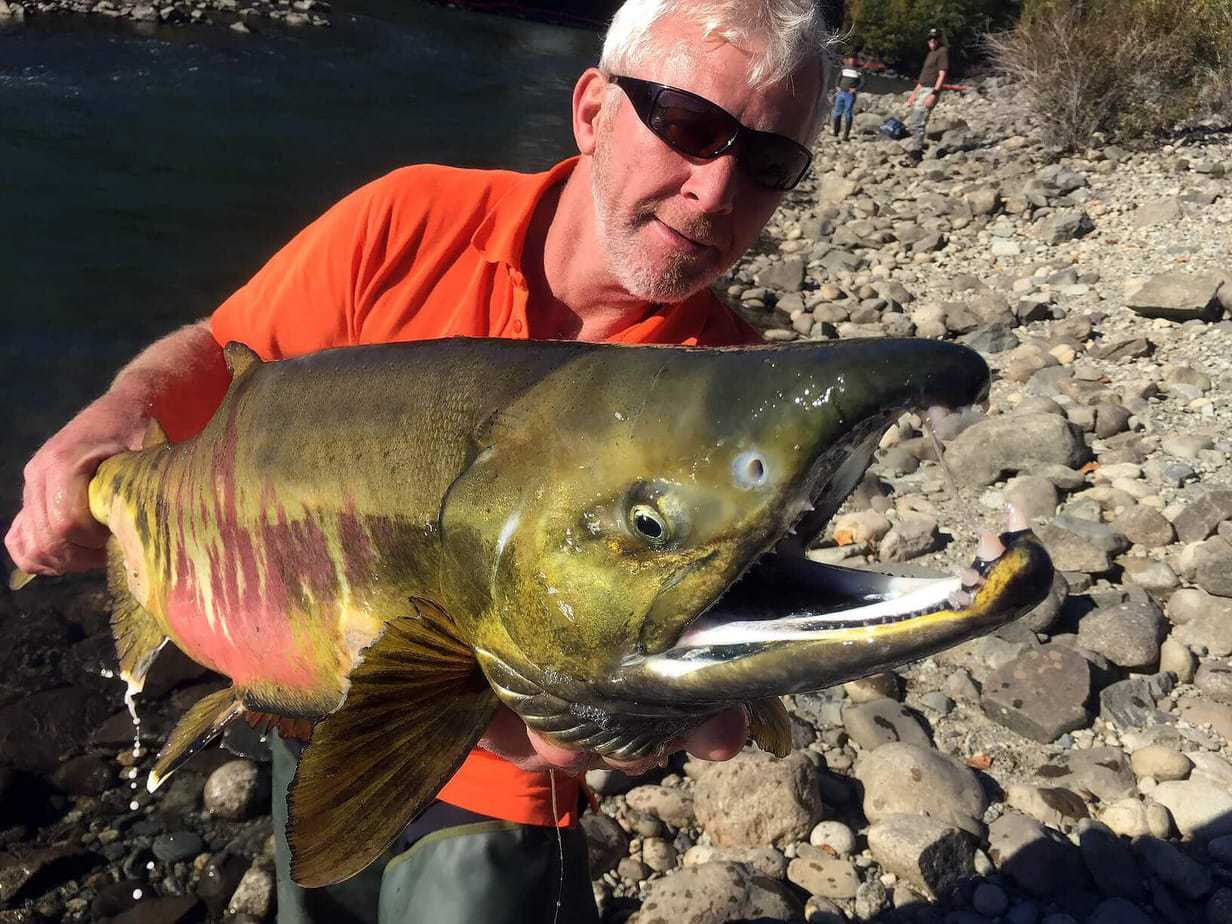 %Fiskerejser efter Laks, ørred og stør% Fiskerejser Henrik med stor Chum fra Stav